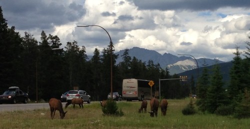 Elk Having Lunch on a Corner Near Jasper, Alberta.